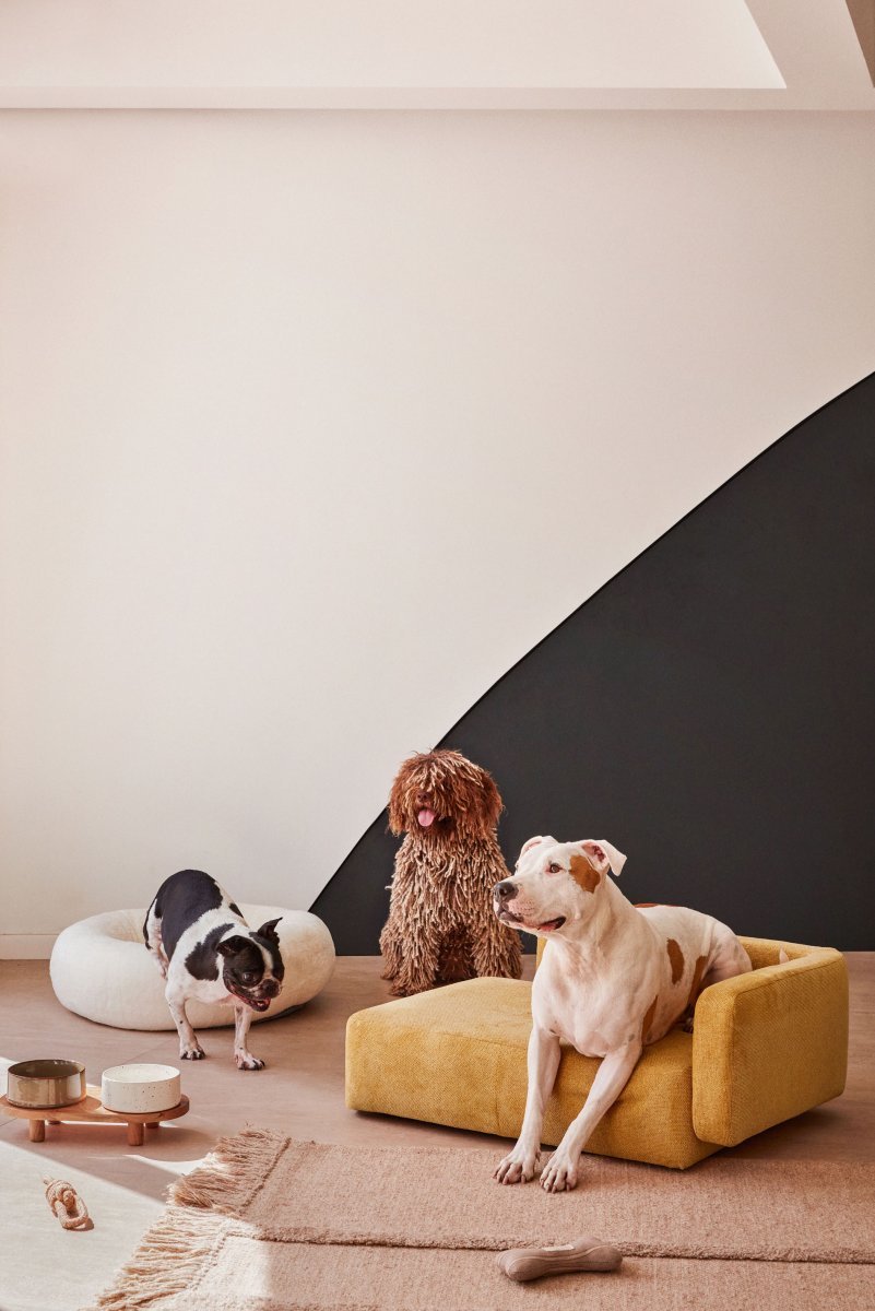 Bowie cover for small bed for pets in mustard